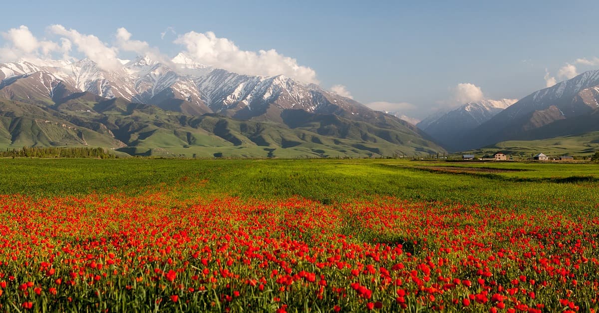 El valle de flores de Kok Zhaiyk